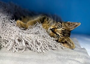 Кошка Крекер приют Беригиня