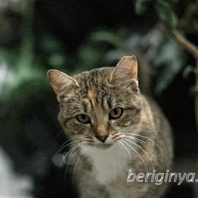 Кошка