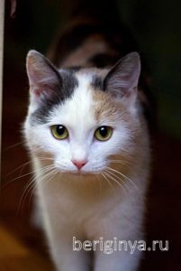 Кошка Кузена приют Беригиня