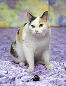Кошка Кузена приют Беригиня