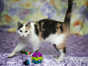 Кошка Кузена приют Беригиня