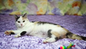 Кошка Кузена приют Беригиня