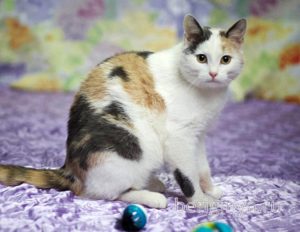 Кошка Кузена приют Беригиня