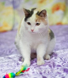 Кошка Кузена приют Беригиня