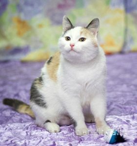 Кошка Кузена приют Беригиня