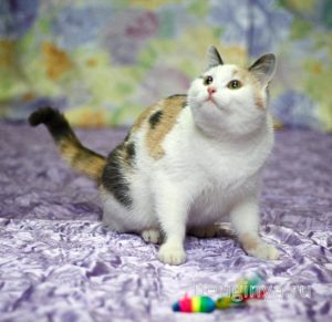 Кошка Кузена приют Беригиня