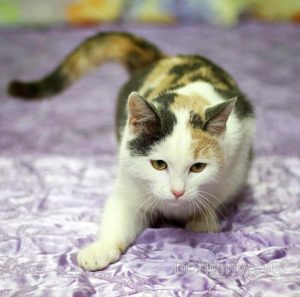 Кошка Кузена приют Беригиня