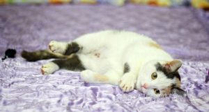 Кошка Кузена приют Беригиня