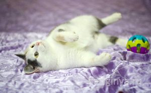 Кошка Кузена приют Беригиня