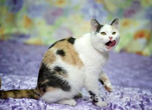 Кошка Кузена приют Беригиня