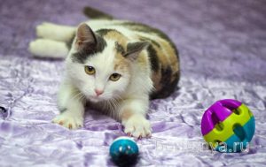 Кошка Кузена приют Беригиня