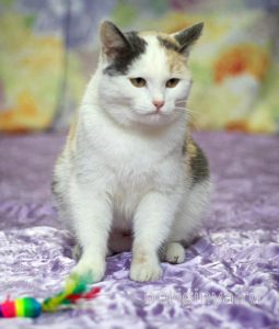 Кошка Кузена приют Беригиня