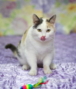 Кошка Кузена приют Беригиня