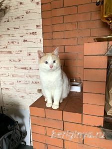 Кот Леопольд приют Беригиня