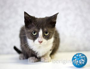 Кошка Ликси приют Беригиня