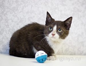 Кошка Ликси приют Беригиня