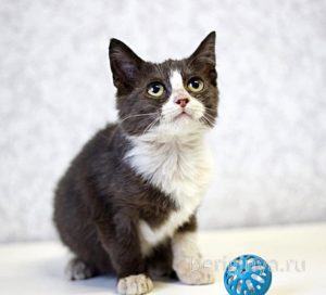Кошка Ликси приют Беригиня