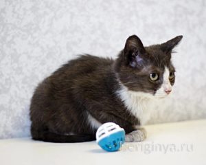 Кошка Ликси приют Беригиня