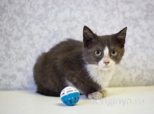Кошка Ликси приют Беригиня
