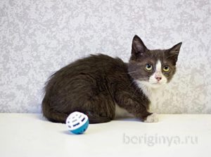 Кошка Ликси приют Беригиня