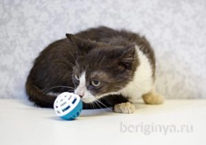 Кошка Ликси приют Беригиня