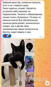 Кошка Лина приют Беригиня