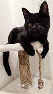 Кошка Лина приют Беригиня