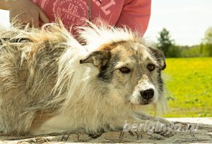 Собака Лира приют Беригиня