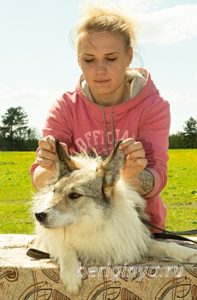 Собака Лира приют Беригиня