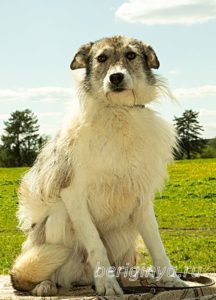 Собака Лира приют Беригиня
