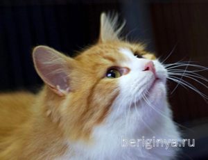 Кошка Лисенок приют Беригиня