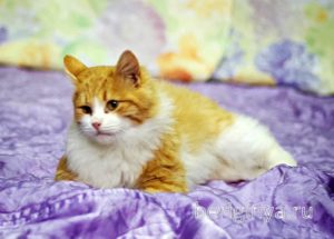 Кошка Лисенок приют Беригиня