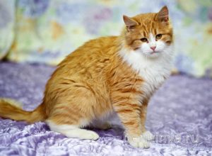 Кошка Лисенок приют Беригиня