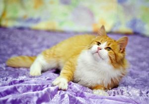 Кошка Лисенок приют Беригиня