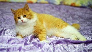 Кошка Лисенок приют Беригиня