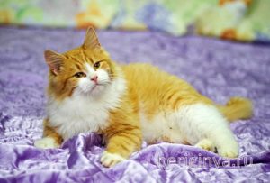 Кошка Лисенок приют Беригиня
