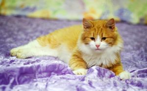 Кошка Лисенок приют Беригиня