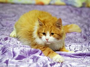 Кошка Лисенок приют Беригиня