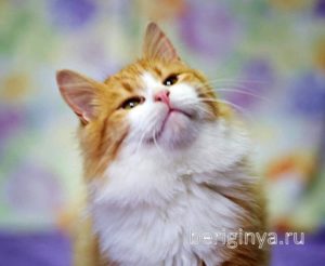 Кошка Лисенок приют Беригиня