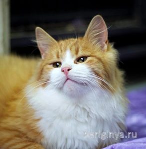 Кошка Лисенок приют Беригиня
