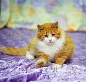 Кошка Лисенок приют Беригиня