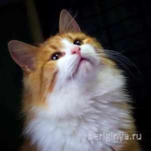 Кошка Лисенок приют Беригиня