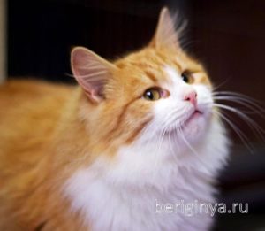 Кошка Лисенок приют Беригиня