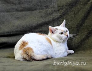 Кошка Лола приют Беригиня