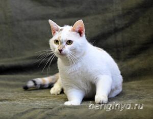 Кошка Лола приют Беригиня