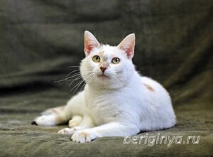 Кошка Лола приют Беригиня