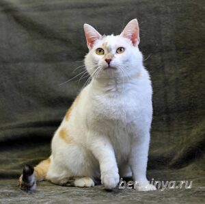 Кошка Лола приют Беригиня