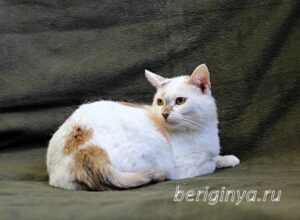 Кошка Лола приют Беригиня