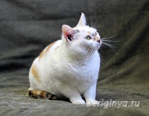 Кошка Лола приют Беригиня