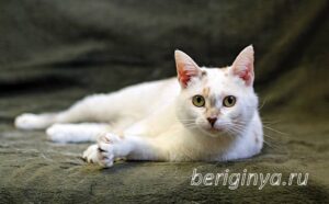 Кошка Лола приют Беригиня